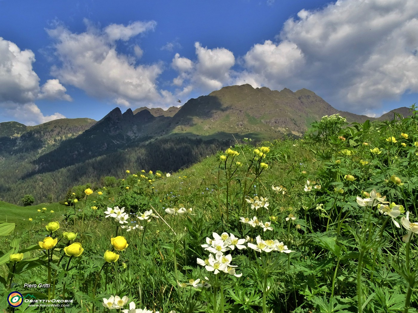 55 Botton d'oro con anemoni naercissini con vista in Tre Pizzi-Monte Campo-Spondone.JPG